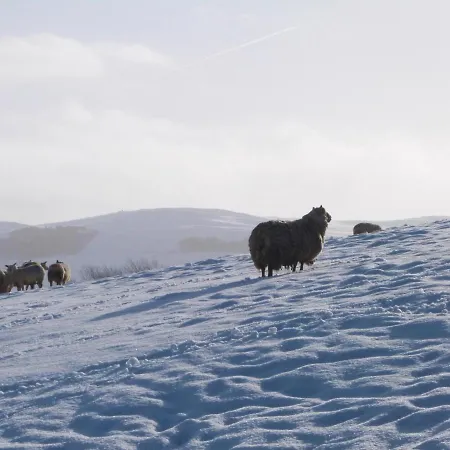 Otter * سكيبتون